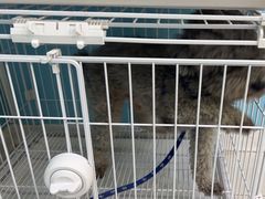 -天宠宠物医院24小时·急重症诊疗中心·全科·腔镜特色(和平分院)