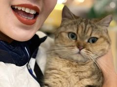 -momokira米努特·德文卷毛猫·棉花面纱犬