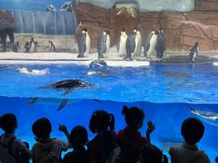 -海合安成都极地海洋公园