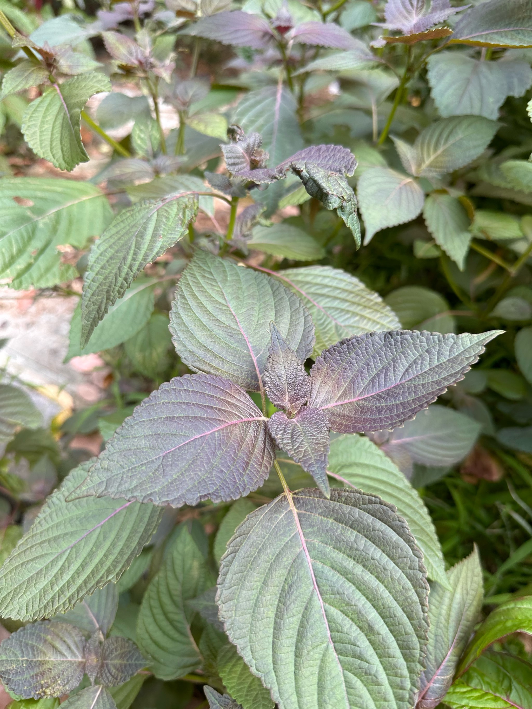 榨油的植物忍子图片图片