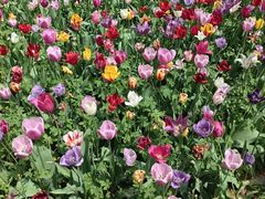 -洛阳郁金香牡丹园