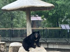 -石家庄市动物园