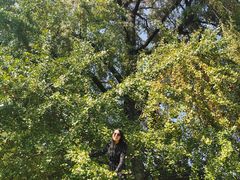 -千年银杏谷文化旅游区