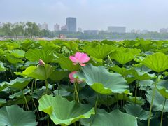-莲花池公园