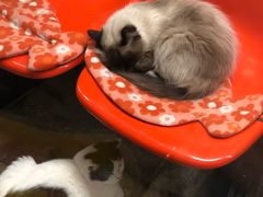 -猫咪博物馆(顶澳仔猫街店)