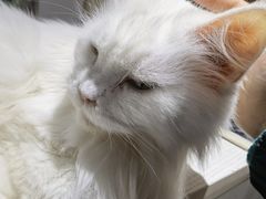 -猫小院猫主题餐厅(南锣旗舰店)