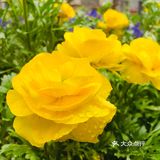 废墟中的烂漫花园[玫瑰][凋谢]