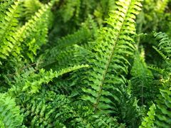 -蜈支洲岛珊瑚酒店临海阁中餐厅