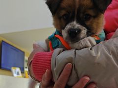 -凯瑞希宠物医院·狂犬免疫·微创·皮肤科