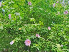 -洨河生态公园