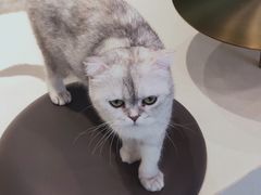 -飞行喵MR PILOT|猫舍·猫咖(静安大融城店)