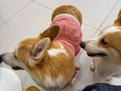 -南京宠物基地·宠物狗宠物猫售卖(南京店)