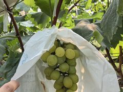 -马陆小张葡萄园农家乐