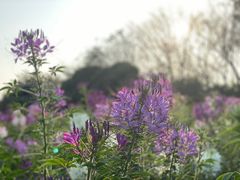 -松山湖梦幻百花洲