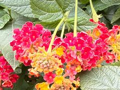 -陈麻婆豆腐(旗舰店)