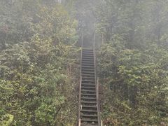 -武陵山森林公园