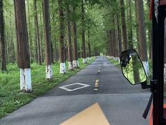 -黄海国家森林公园