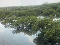 -北海金海湾红树林生态旅游区