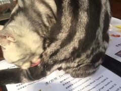 -李小姐の猫咖啡馆(五角场店)