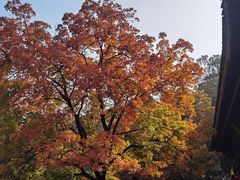 -香山公园