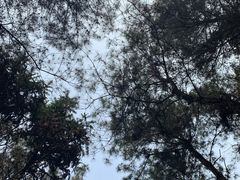 -铁山坪森林公园