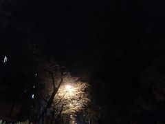 -武汉大学-樱园