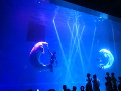 -芜湖新华联大白鲸海洋公园