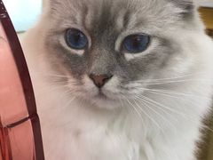 -糯米喵星人·撸猫猫舍咖啡馆(西市场嘉华店)