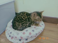 -三花喵·撸猫购宠·宠物生活馆(虹桥南丰城店)