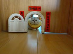 -纳吉亚猫专科动物医院博雅分院