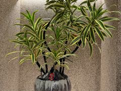 -苏小柳点心·手作小笼包(CP静安寺分院)