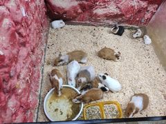 -上海大自然野生昆虫馆(东方明珠·爬宠昆虫探索中心)