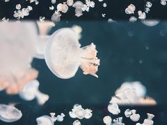 -海合安天津极地海洋公园