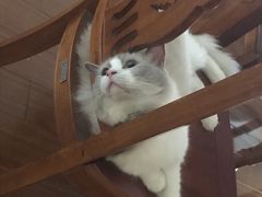 -Bastet sally猫舍购宠(静安店)