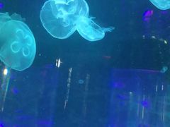 -沙沙哗啦海洋馆(华宇百花谷店)