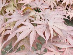 -南山植物园