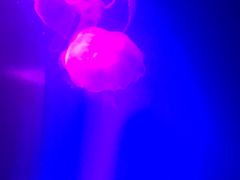 -瑞普利水族馆