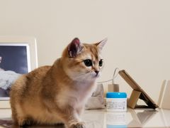 -猫大福·Fortune Cat猫舍(百子湾店)