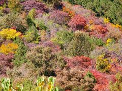 -北京西山国家森林公园