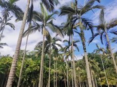-中国科学院西双版纳热带植物园