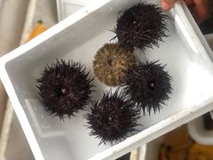 -海胆小馆(东北水饺·春柳店)