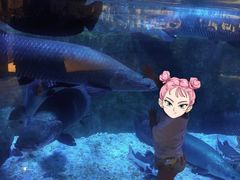 -成都浩海立方海洋公园