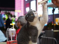 -喜茶(深圳海岸城店)