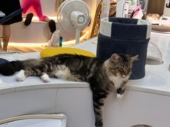 -COLOR PETS 撸猫馆·购猫·猫咖(长风大悦城店)