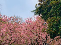 -黄兴公园