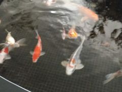 -唐廊烤鸭店(工体店)