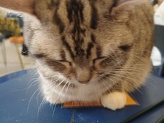 -平行世界·猫咖(首经贸店)