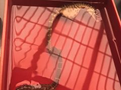 -鳥喜Toriki怀石烧鸟料理