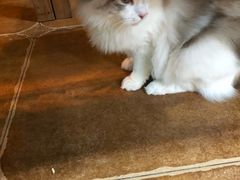 -李小姐の猫咖啡馆(五角场店)