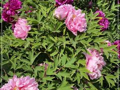 -大钟寺古钟博物馆
